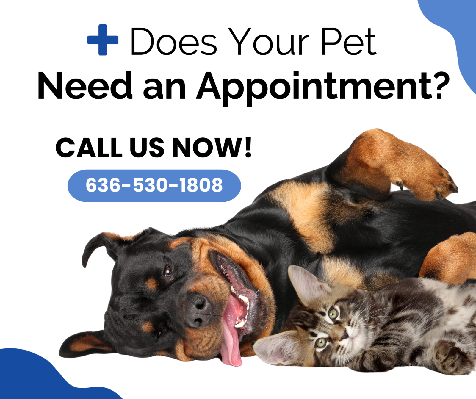 Veterinarians for Dogs & Cats